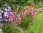 vignette Watsonia