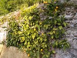 vignette Citrus reticulata ssp. unshiu
