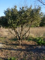 vignette Genvrier cade ou Juniperus oxycedrus