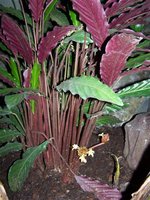 vignette plante serre tropicale 6a