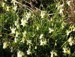 vignette Narcissus triandrus subsp capax - Narcisse des Glnan