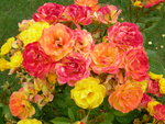 vignette rosier polyantha