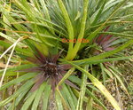 vignette Fascicularia bicolor subsp. bicolor