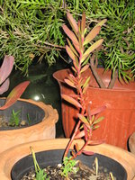 vignette Protea neriifolia