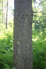 vignette Picea rubens