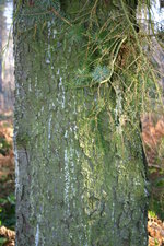 vignette Picea sitchensis