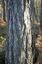 vignette Pinus nigra ssp. laricio