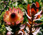 vignette Photos de Protea sp prise au rayol