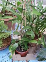 vignette Vanillia planifolia