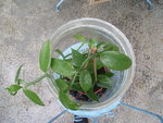 vignette vanillia planifolia 2