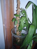 vignette Vanillia planifolia 3