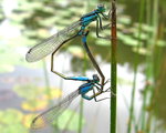 vignette Agrion lgant- Ischnura elegans