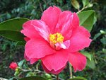 vignette Camélia ' Freedom Bell ' camellia  hybride