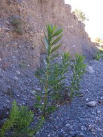 vignette Nerium oleander  /  Apocynaces