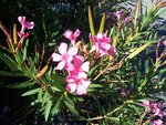 vignette Nerium oleander  / Apocynaces