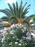 vignette Nerium oleander  & Phoenix