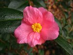 vignette Camélia ' Cornish Spring ' camellia hybride