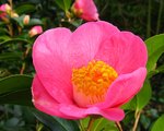 vignette Camlia 'Saint Ewe '= 'ST EWE ' camellia hybride williamsii