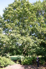 vignette Pterocarya flaxinifolia