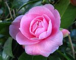 vignette Camélia ' DONATION ' camellia hybride  williamsii