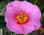 vignette Camélia ' MAGALI ' camellia japonica