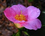 vignette Camélia ' MAGALI ' camellia japonica