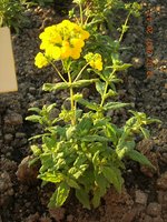 vignette Calceolaria integrifolia 'Saalegold'