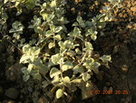 vignette Helichrysum petiolaire 'Macrophyllum'