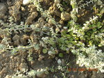 vignette Helichrysum petiolare 'Microphyllum'
