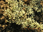 vignette Helichrysum petiolare 'Microphyllum Variegatum'