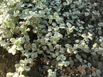 vignette Helichrysum petiolare 'Silver'