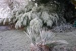 vignette jardin en hiver (Sabal minor & Chimonobambusa)