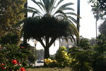 vignette dracaena draco, hibiscus rosa sinensis, jatropha multifida