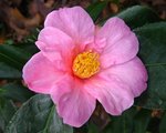vignette Camélia ' MAGALI ' camellia japonica, parfumé