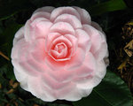 vignette Camélia ' Ave Maria ' camellia  japonica