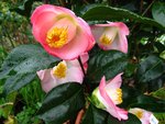 vignette Camélia ' SUNNY SIDE  ' camellia japonica