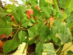 vignette Euphorbia pulcherrima