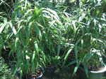 vignette Bambou Pseudosasa japonica