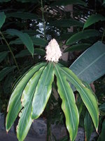 vignette Hedychium