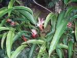 vignette Heliconia angusta