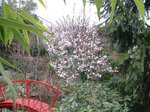 vignette prunus en fleurs