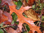 vignette Quercus coccinea - Chêne écarlate