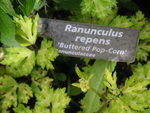 vignette Ranunculus repens 'Buttered Pop corn'