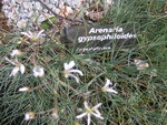 vignette Arenaria gypsophiloides