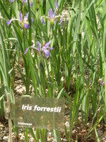 vignette Iris forrestii