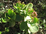 vignette Cotyledon orbiculata macrantha