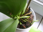 vignette Racines phalaenopsis