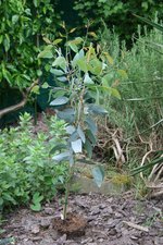 vignette Eucalyptus pauciflora ssp. niphophila (anne de plantation)