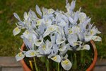 vignette Iris reticulata 'Katherine Hodgkin'