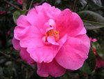 vignette Camellia 'inspiration'
